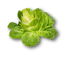 Cabbage