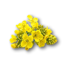 Oilseed Bloom