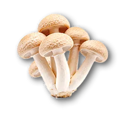 Relishroom [A]