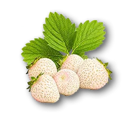 Sourberry [A]