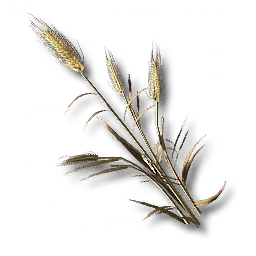Reed Rye