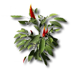 Tartpepper