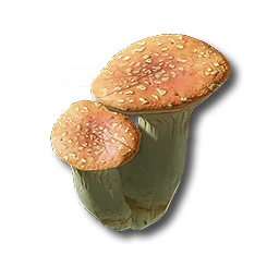 Pink Bolete